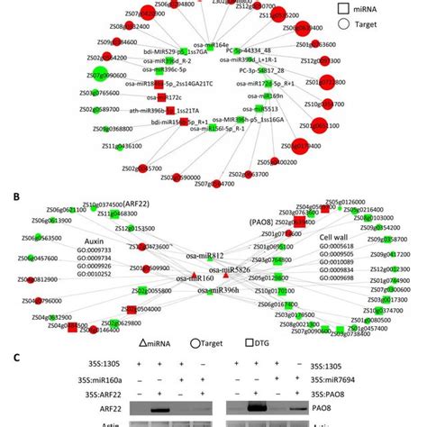 Network Analysis Of Light Responsive Mirnas And Their Target Genes