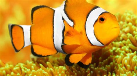 Gambar Ikan Nemo Animasi Gudang Gambar Viral Hd