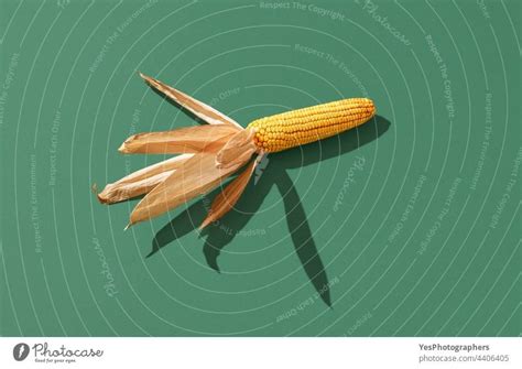 Maize isolated on a green background. Single ripe corn in bright light. - a Royalty Free Stock ...