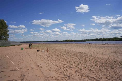 Planting Dune Grass - Wisconsin Point (photos) - St. Louis River Alliance