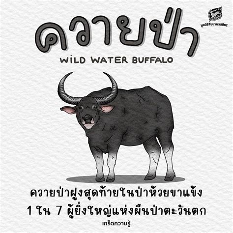 ควายป่า 1 ใน 7 ผู้ยิ่งใหญ่แห่งผืนป่าตะวันตก - มูลนิธิสืบนาคะเสถียร