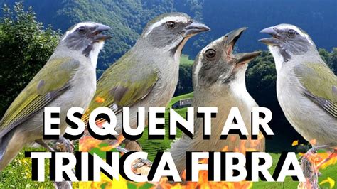 TRINCA FERRO CANTANDO FIBRA PARA ESQUENTAR CANTO De TRINCA FERRO