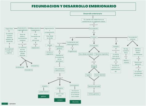 Fecundaci N Y Desarrollo Embrionario Mind Map The Best Porn Website