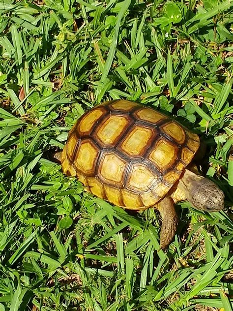 Sulcata or gopher tortoise identification please? : tortoise