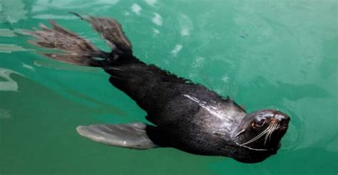 Scientists Discover 558 Million-Year-Old Fossil Is Likely The World's ...