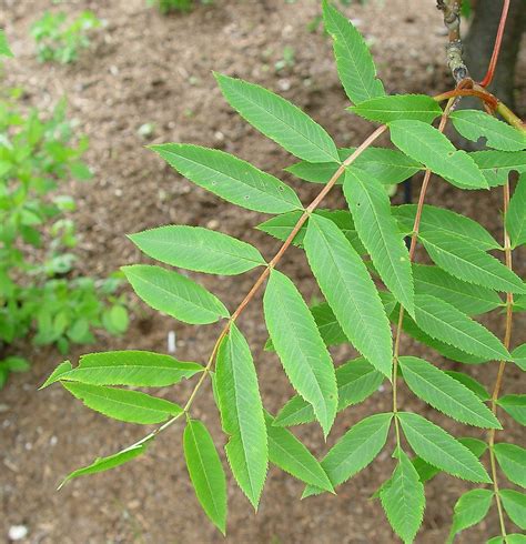 Sorbus americana (American mountain-ash): Go Botany