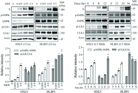 Pedv Infection Increases The Levels Of Ampk And Ulk Phosphorylation