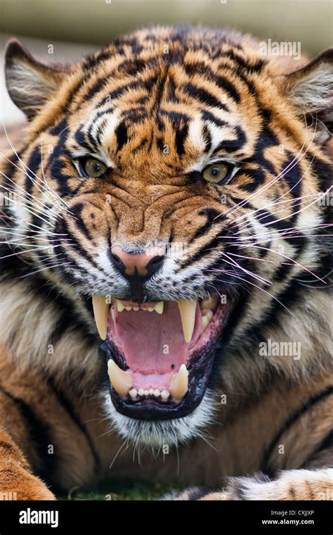 Tiger snarling Stock Photo - Alamy