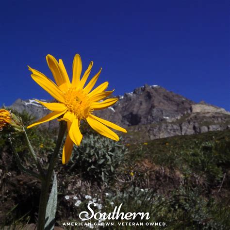 Arnica Mountain Tobacco Arnica Montana 20 Seeds Southern Seed