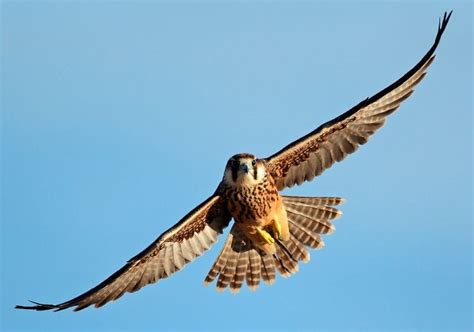 Falcon Symbolism & Meaning (+Totem, Spirit & Omens) | World Birds