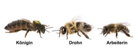 Lebenslauf Einer Honigbiene Bienen Gesundheit