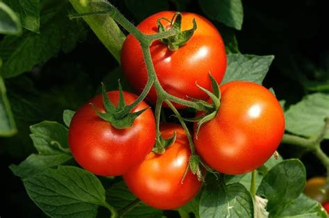 Como plantar tomate Passo a passo super fácil Jardim biz