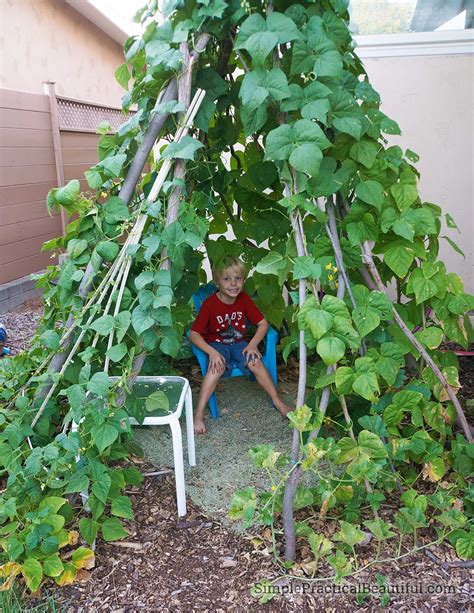 Growing A Green Bean Teepee Our Summer Project Simple Practical Beautiful