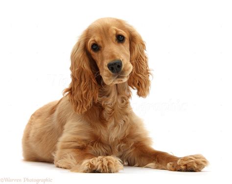 Dog Golden Cocker Spaniel Photo Wp44474