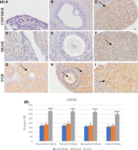 Immunohistochemical Staining Of Inos In Ovary Tissue Arrows