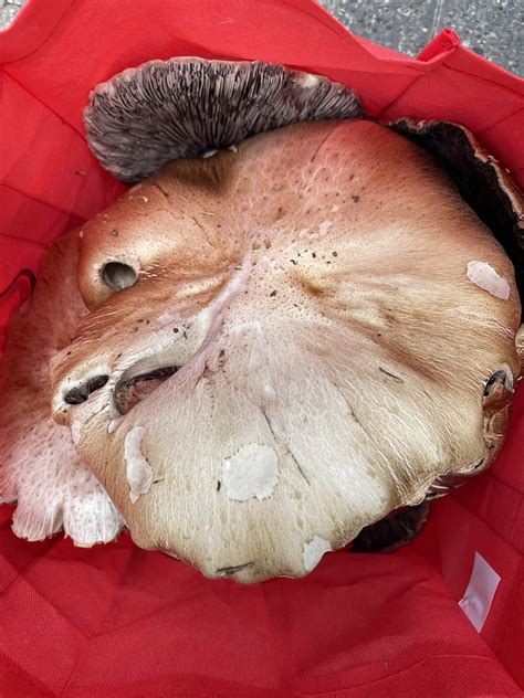 Common Gilled Mushrooms And Allies From North Island Warkworth