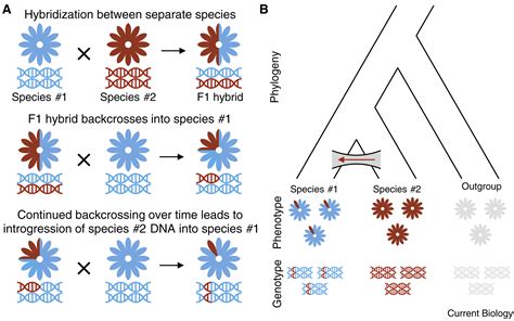 Introgression Current Biology