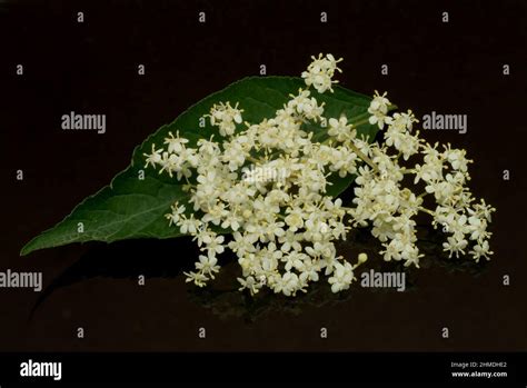 Sambucus Nigra Holunderbeeren Hi Res Stock Photography And Images Alamy