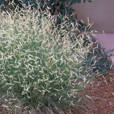 Blonde Ambition Grama Grass Star Nursery Garden And Rock Centers