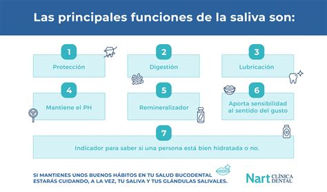 La Saliva ¿qué Función Cumple Nart Clínica Dental