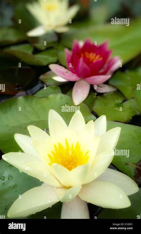 Water lilies in garden pond Stock Photo - Alamy