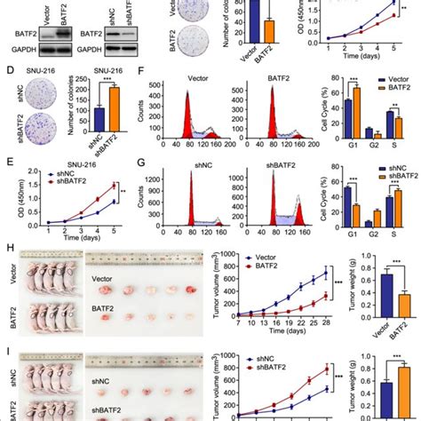 Batf2 Inhibits Gc Growth In Vitro And In Vivo A Hgc 27 Cells With Download Scientific Diagram