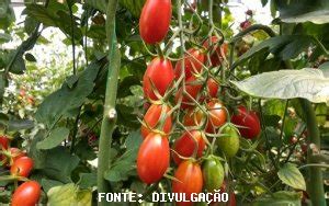 Tomate Cepea Pre O Volta A Cair No Atacado Mais Oferta E Menor