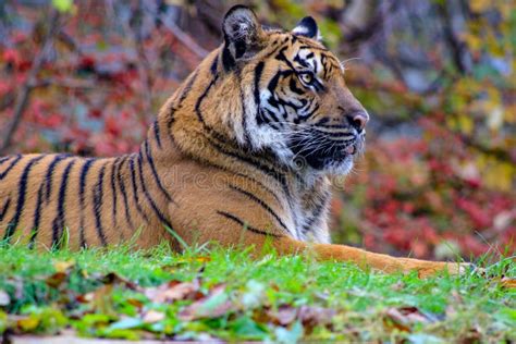 The Portrait of Sumatran Tiger a Beautiful Animal that is Endangered ...