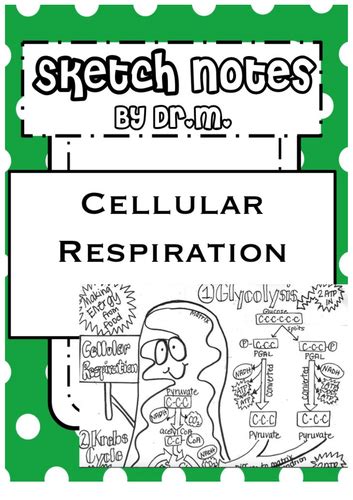 Cellular Respiration Sketch Notes Teaching Resources