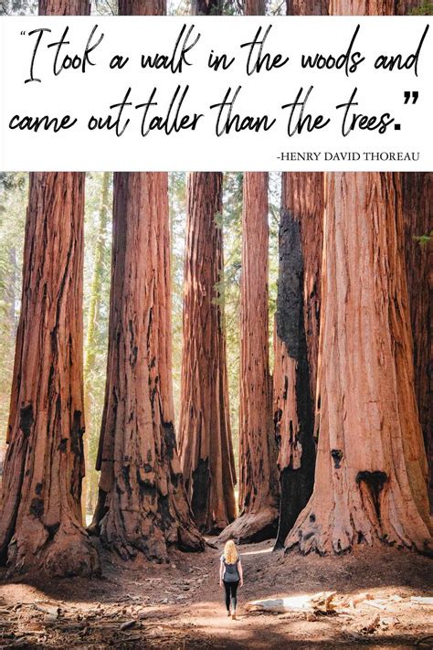 100 Forest Quotes That Encapsulate The Beauty Of The Woods — Walk My World