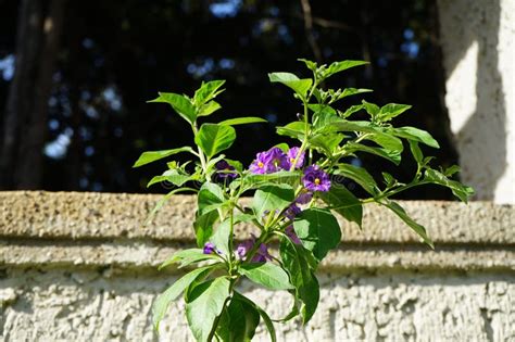 Lycianthes Rantonnetii Blooms With Blue Flowers In July In The Park