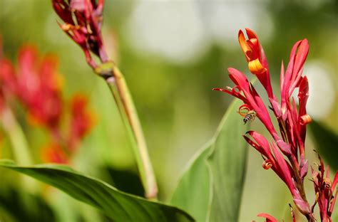 X Wallpaper Red Petaled Flower Peakpx