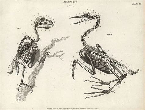 Anatomy Of Birds Skeleton Anatomy Of Birds Skeleton