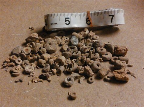 Crinoid Fossils 1 Indian Beads from Ohio