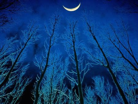 MOONLIGHT TREES - Forests & Nature Background Wallpapers on Desktop ...