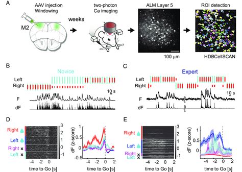 Two Photon Calcium Imaging In Alm Layer A Experimental Procedure