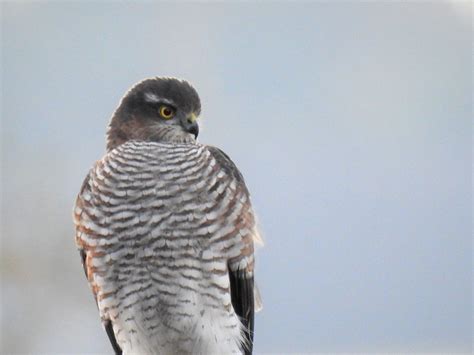 Der Blick eines Jägers Sperber Accipiter nisus Flickr