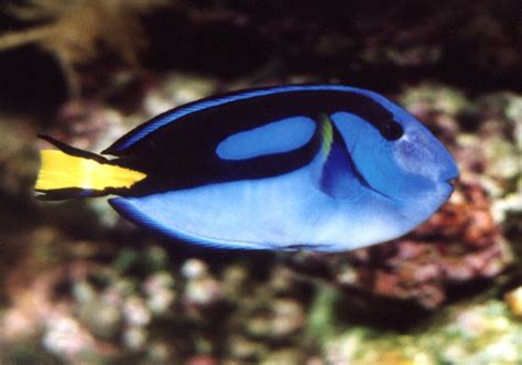 Palette Surgeonfish Dory Paracanthurus Hepatus