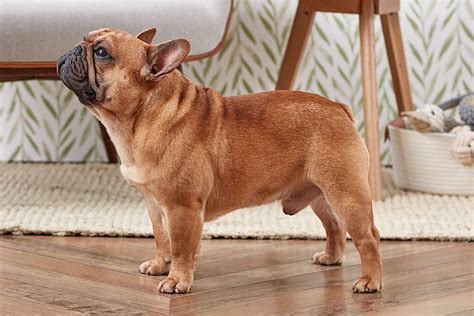 What Are The Different Breeds Of French Bulldogs