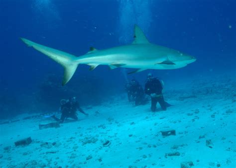 Top Shark Diving Tips • Scuba Diver Life