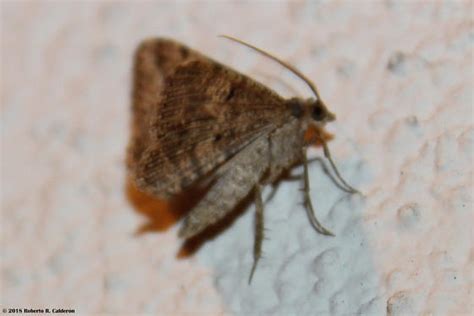 Digrammia Gnophosaria Hollow Spotted Angle Moth Digrammia