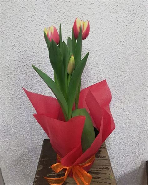 Top 200 Tulipanes En Maceta Abzlocal Mx