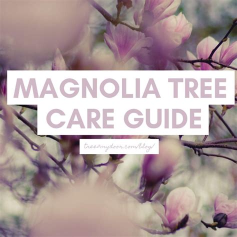 Magnolia Tree Care Guide | Looking After Magnolia Trees | Tree care, Magnolia tree landscaping ...