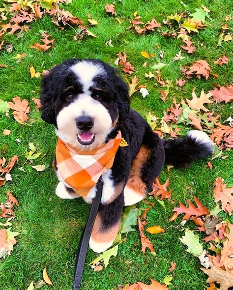 Bernedoodle Care Guide Keeping Your Furry Friend At Their Best