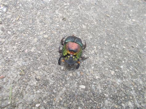 Japanese Beetle June Bug Brianne Pollard Photography Japanese