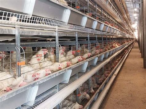 Broiler Cages For Sale Battery Cage System For Broilers FAMtech