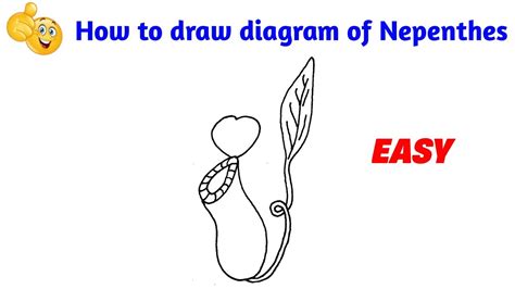 How To Draw Nepenthes How To Draw Diagram Of Nepenthes Youtube