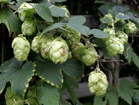 Houblon Planter Et Cultiver Ooreka