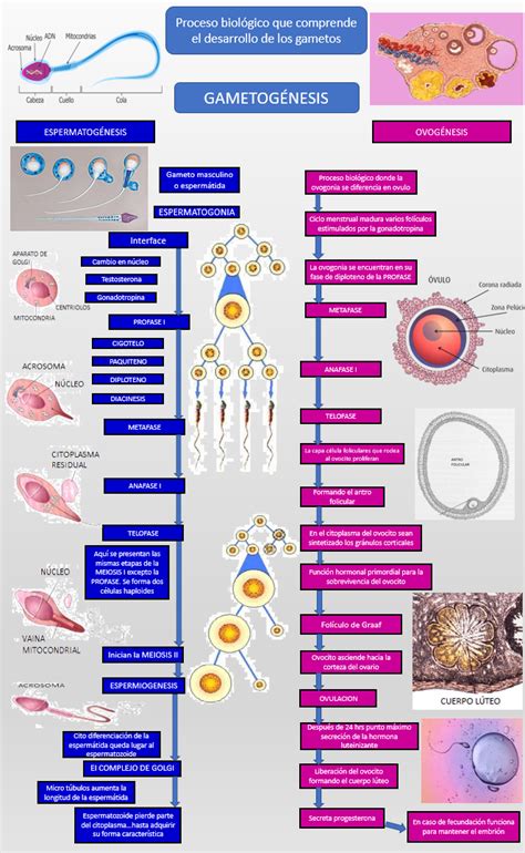 Blog de Fisiología Médica UAS de Daniel Pérez Mapa Mental GAMETOGÉNESIS