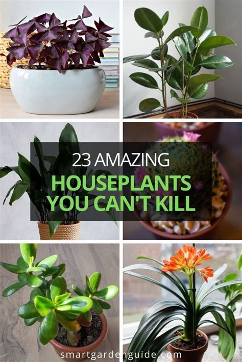 25 Hard To Kill Houseplants That Will Thrive In Your Home Smart